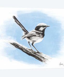 Superb Blue Wren