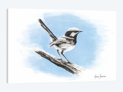 Superb Blue Wren