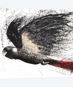 Fearless Black Cockatoo