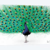 Proud Peacock