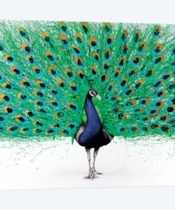 Proud Peacock