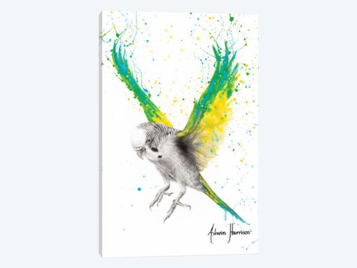 The Bold Budgie