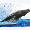 Moreton Whale Dance