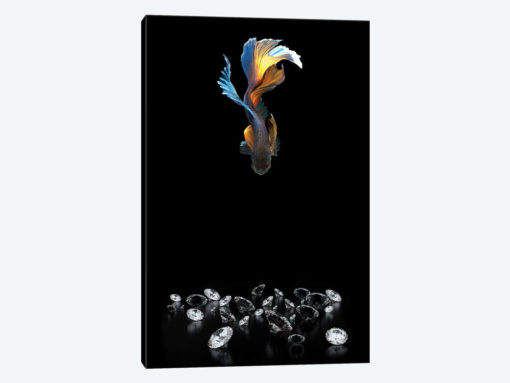Fancy Fishing IV