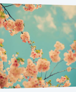 Splash Of Pink