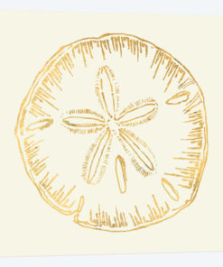 Coastal Breeze Shell Sketches IV