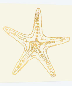 Coastal Breeze Shell Sketches VI