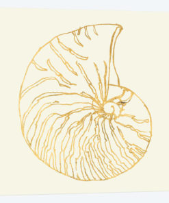 Coastal Breeze Shell Sketches VII