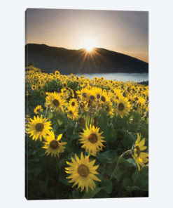 Columbia River Gorge Sunrise