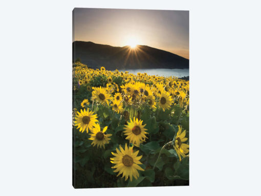 Columbia River Gorge Sunrise