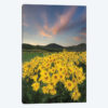 Methow Valley Wildflowers I