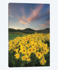 Methow Valley Wildflowers I