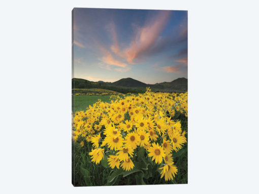 Methow Valley Wildflowers I