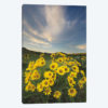 Methow Valley Wildflowers II