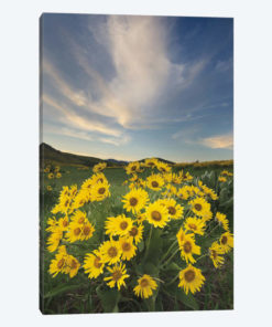 Methow Valley Wildflowers II