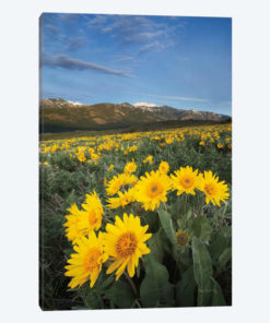 Methow Valley Wildflowers III