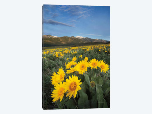 Methow Valley Wildflowers III