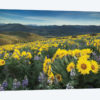 Methow Valley Wildflowers IV