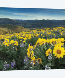 Methow Valley Wildflowers IV