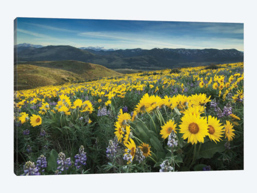 Methow Valley Wildflowers IV
