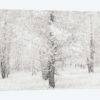 Snow Covered Cottonwood Trees