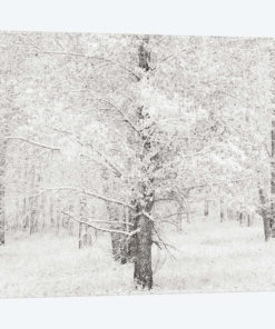Snow Covered Cottonwood Trees