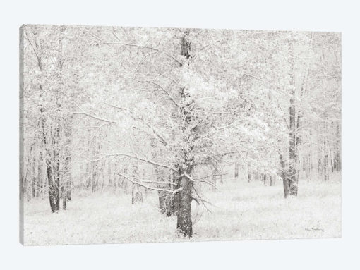 Snow Covered Cottonwood Trees
