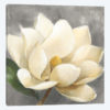 Magnolia Blossom On Gray