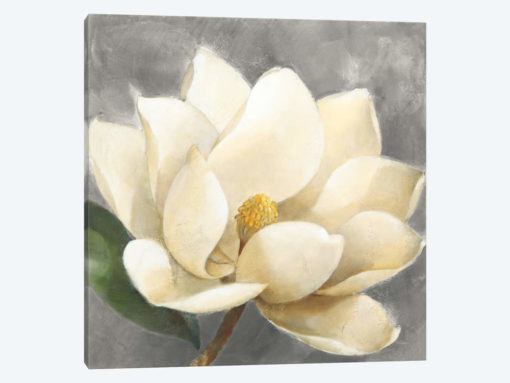 Magnolia Blossom On Gray