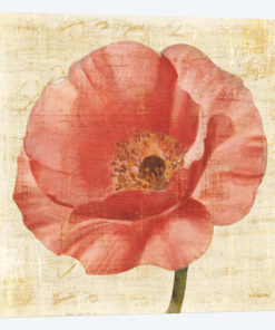 Blushing Poppy on Cream