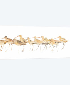 Watercolor Sandpipers