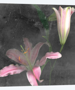 Fleur de Lys II