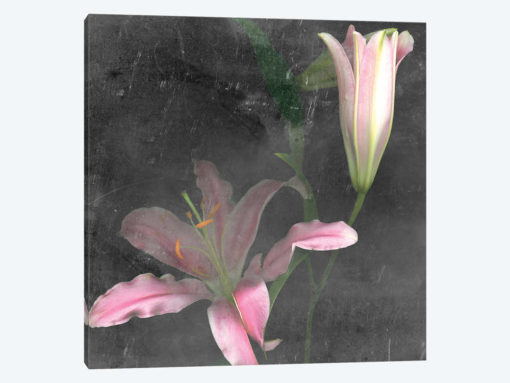 Fleur de Lys II