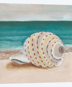 She Sells Seashells II