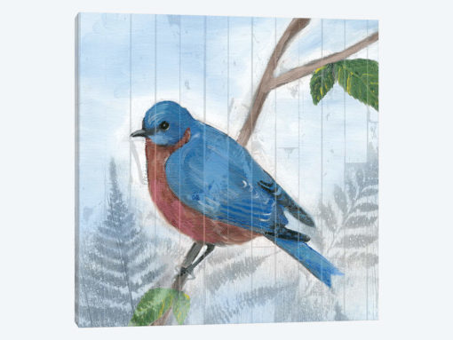 Eastern Songbird IV