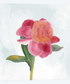 Joyful Peony III