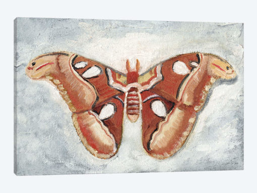 Papillon de Nuit I
