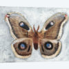 Papillon de Nuit II