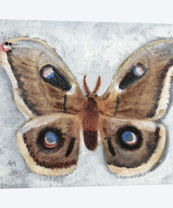 Papillon de Nuit II