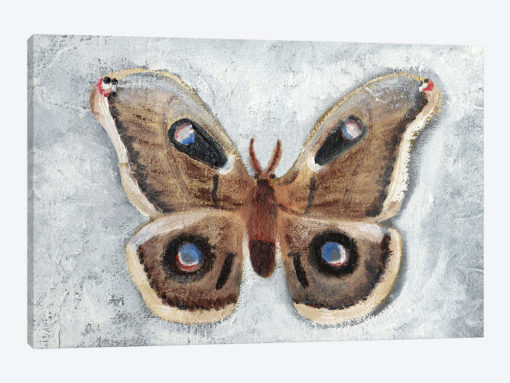 Papillon de Nuit II