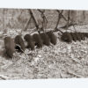 Sepia Farm Study III