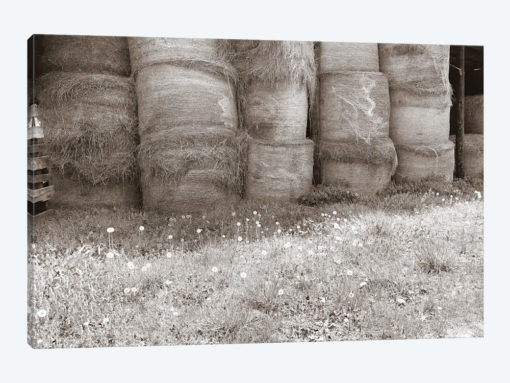 Sepia Farm Study V