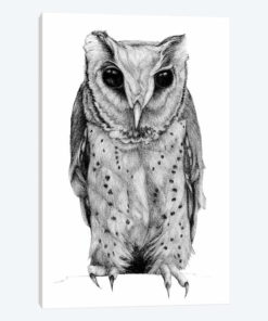 Oriental Bay Owl