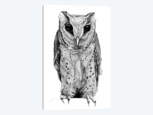 Oriental Bay Owl