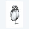 Annoyed Owl