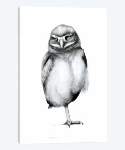 Annoyed Owl