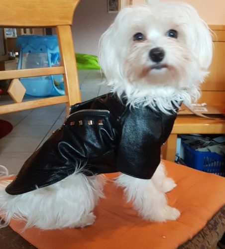 Cool Leather Dog Jacket Coat Dog Clothes French Bulldog Waterproof Pet Clothing Outfit for Small Medium Dogs Black photo review